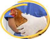 British Hen Welfare Trust